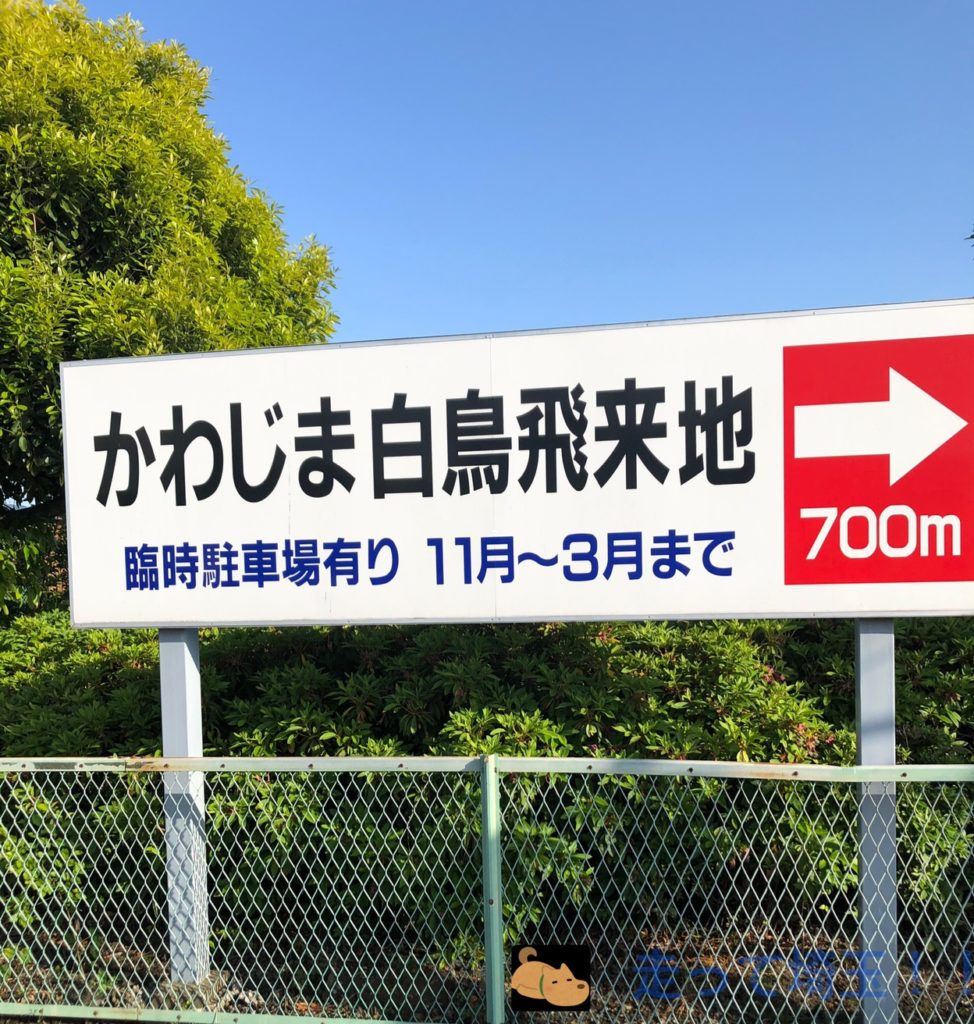 比企郡川島町 川島町白鳥飛来地に行ってきた 野生の白鳥が見れる絶景スポット 埼玉マガジン