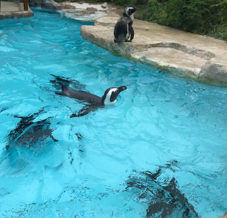 狭山市 智光山公園 こども動物園で遊ぼう 入場料も安くておすすめです 埼玉マガジン