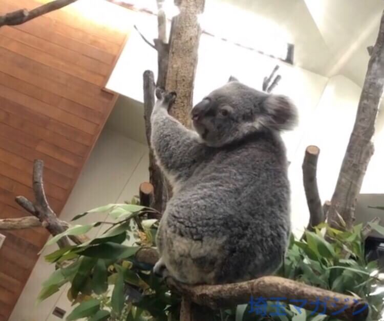 東松山市 こども動物自然公園のコアラの赤ちゃんが死亡したそうです 埼玉マガジン