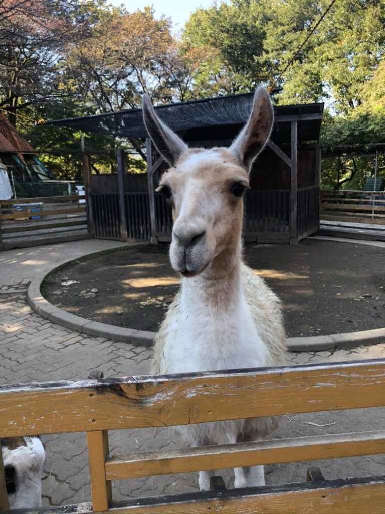 長瀞町 宝登山小動物公園 ほどさん に行ってきた 入園料はどのくらい 埼玉マガジン