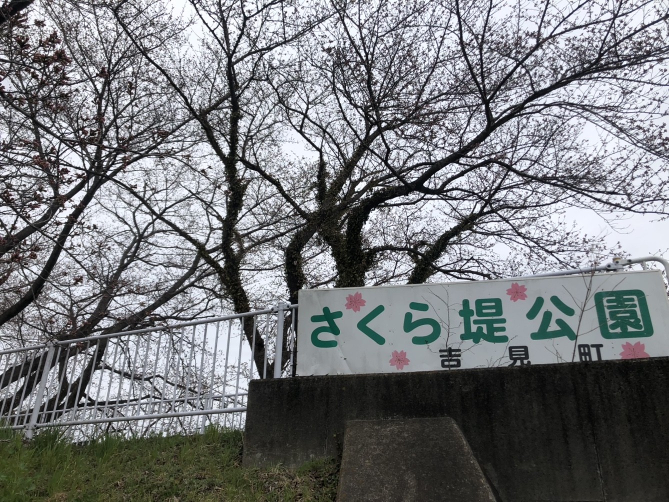 2022年】吉見町にある『さくら堤公園』の桜の様子を見てきた！！無料駐