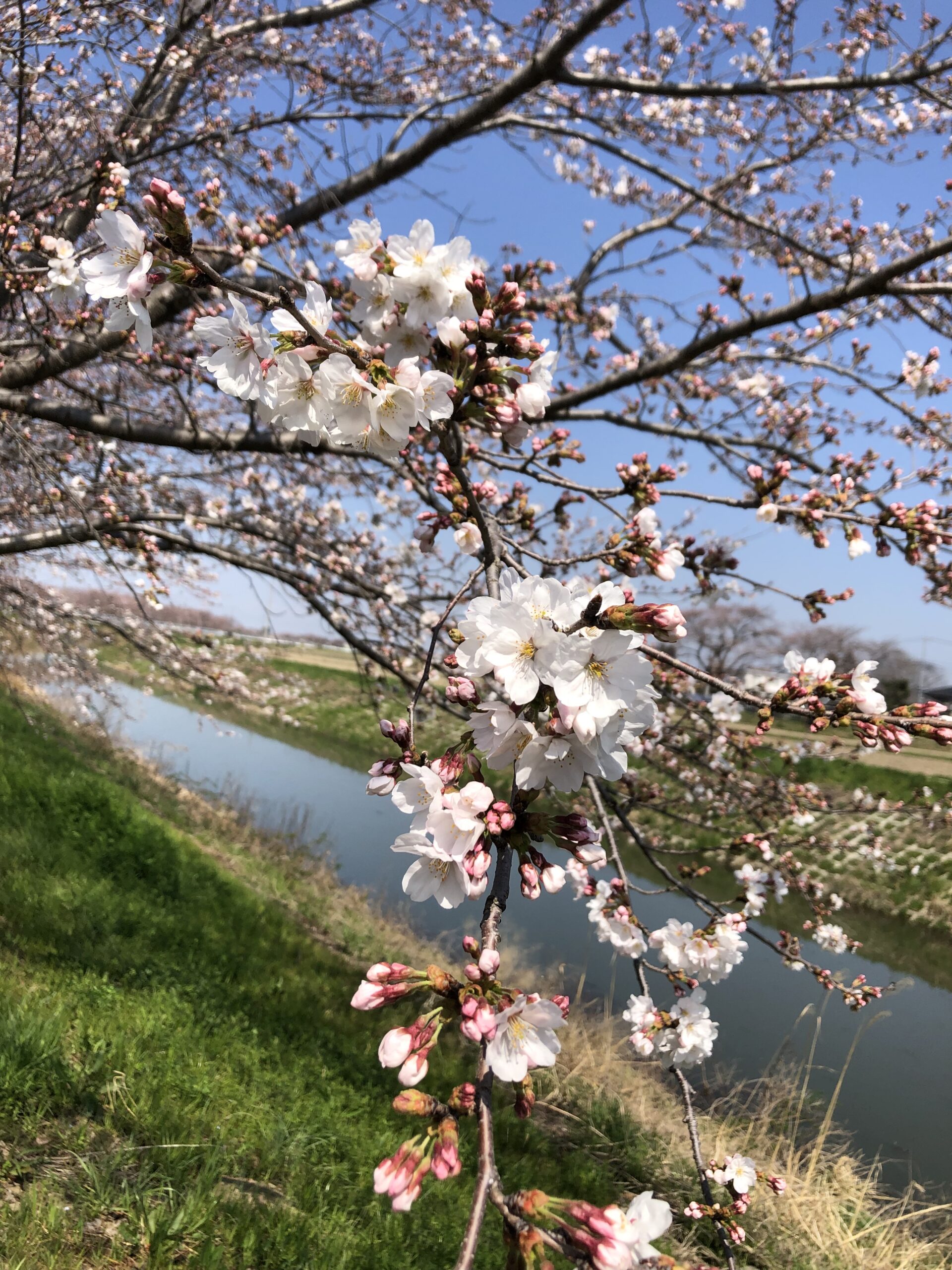 川島町で桜を見るならここ！！今年も川の広場の桜がきれいに咲き始め