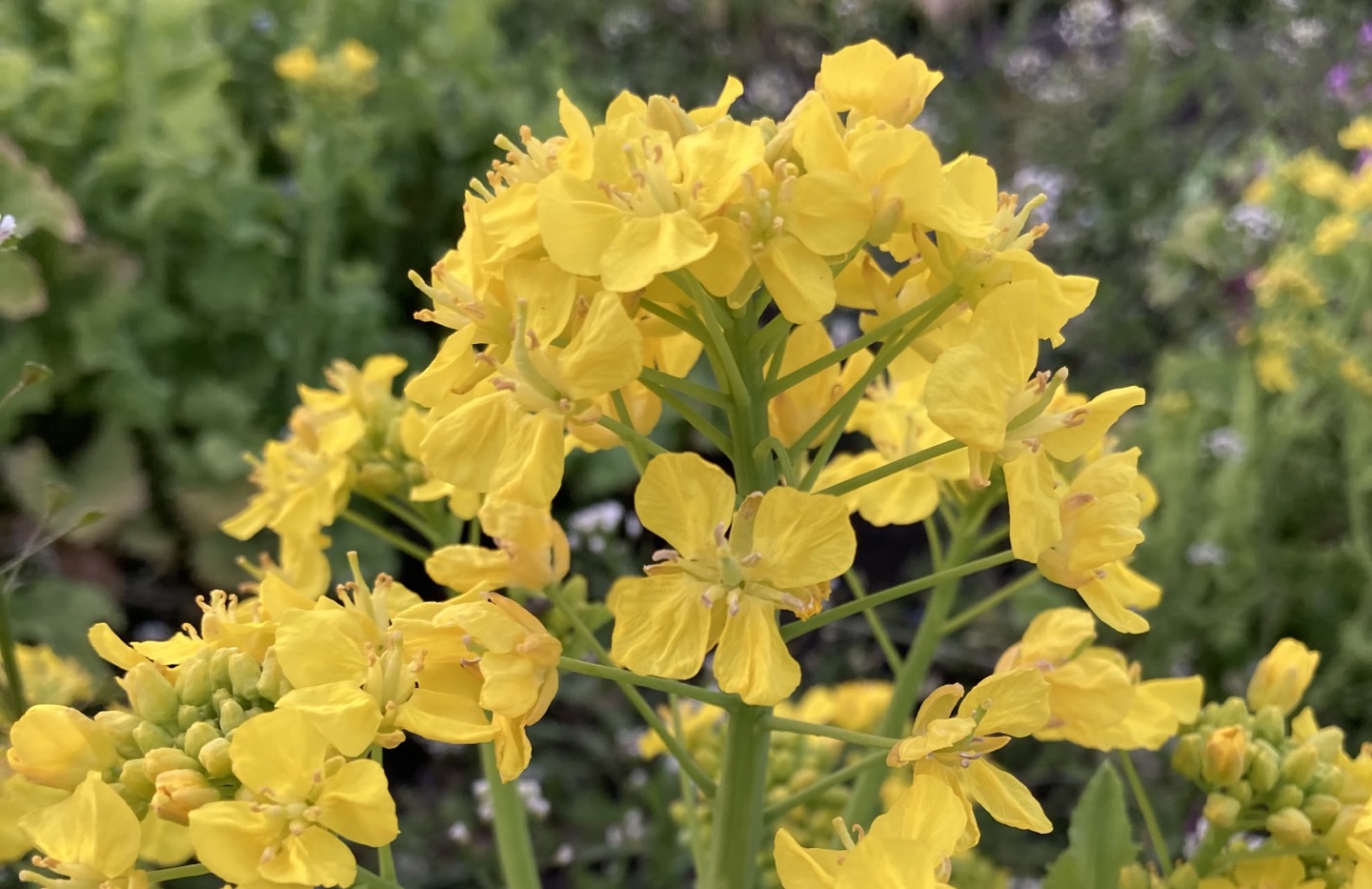 2024】川島町の菜の花情報！！摘み取りOK！！｜埼玉マガジン