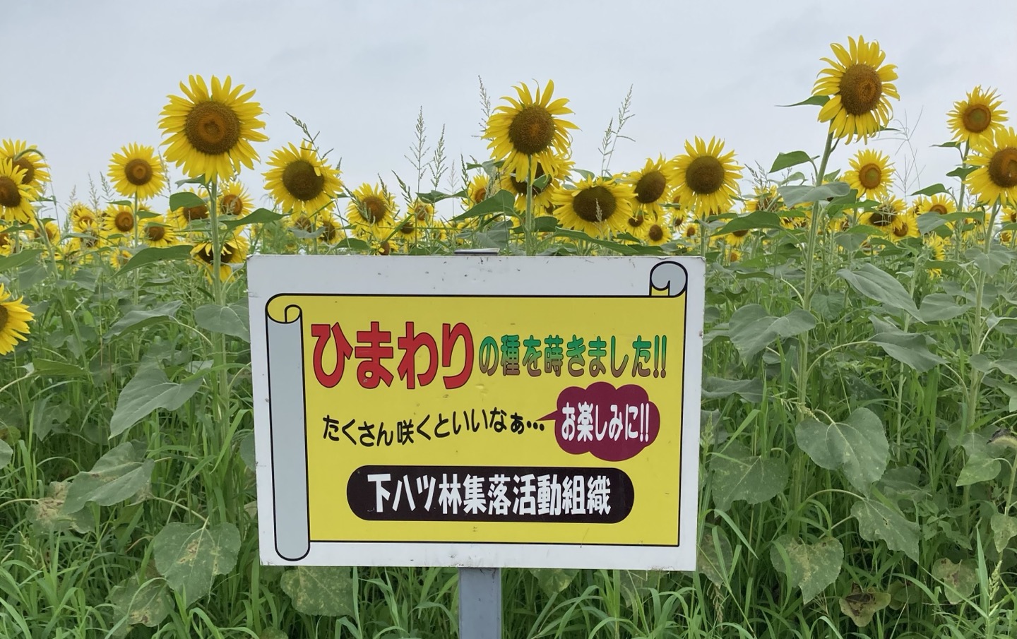 2024】川島町役場近くのひまわり畑に行ってきた！！現在の様子は