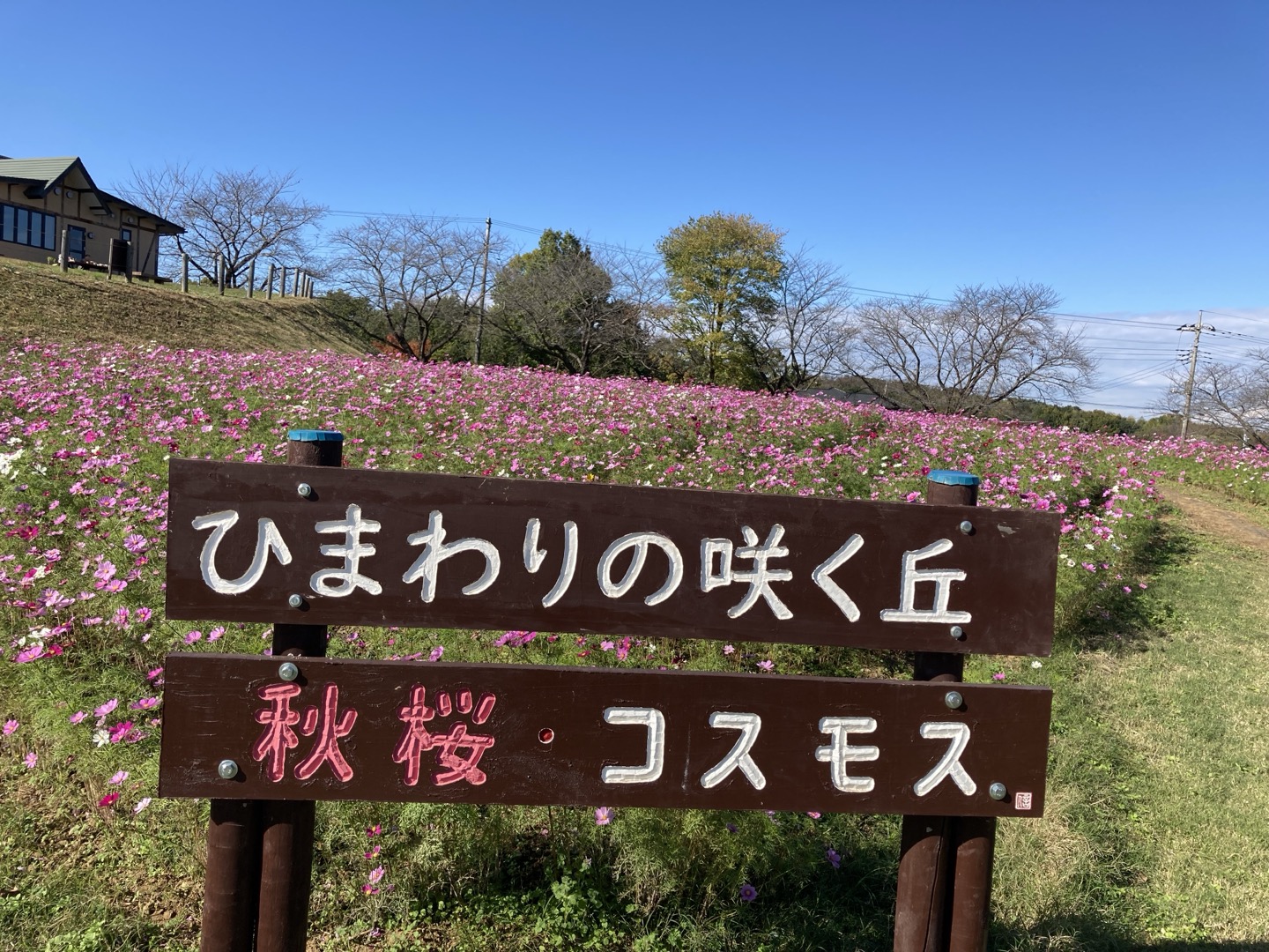 東松山市農林公園のコスモスがきれいに咲いています！！｜埼玉マガジン