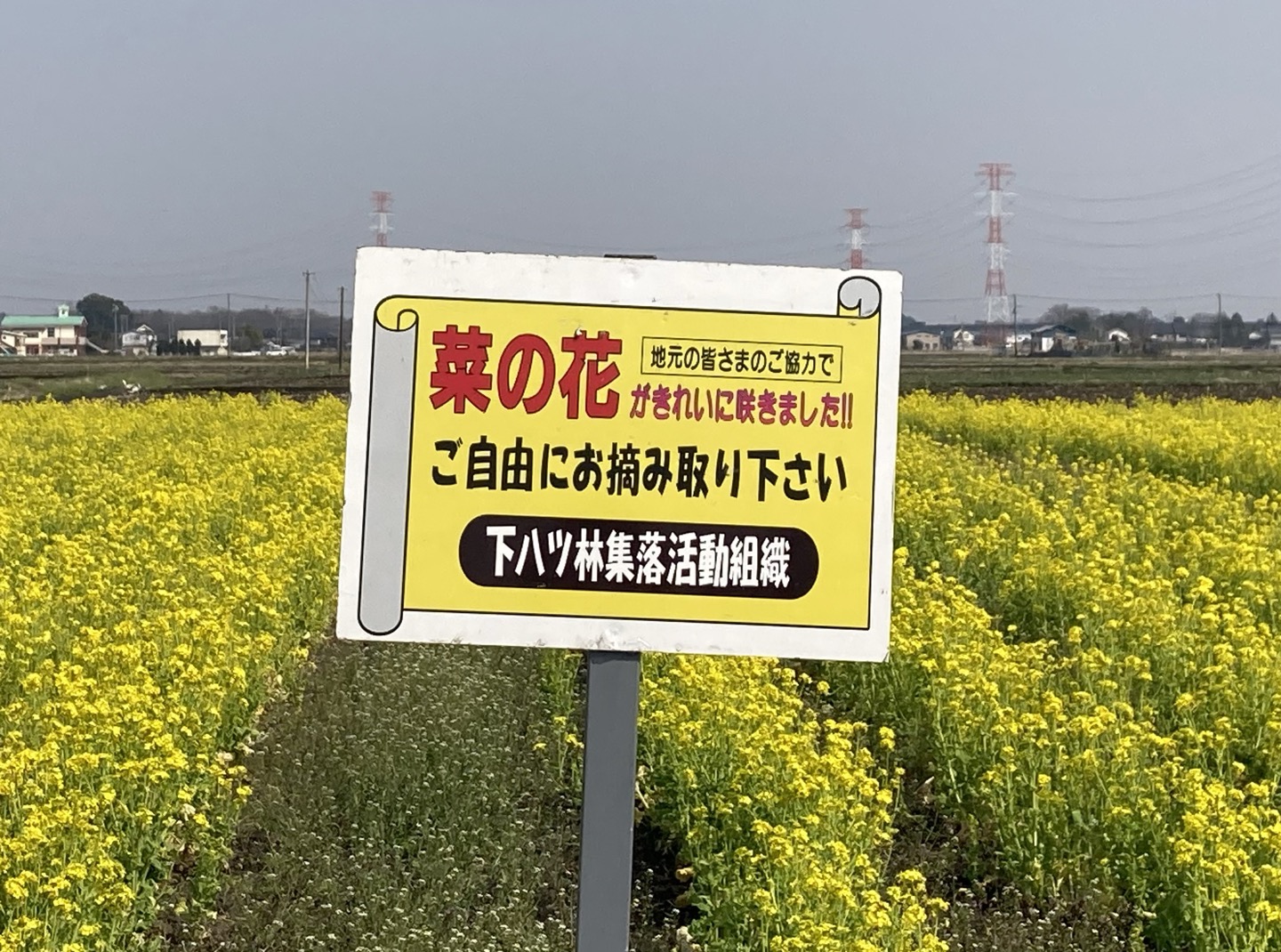 川島町役場近くの菜の花が今年も咲いています！！｜埼玉マガジン