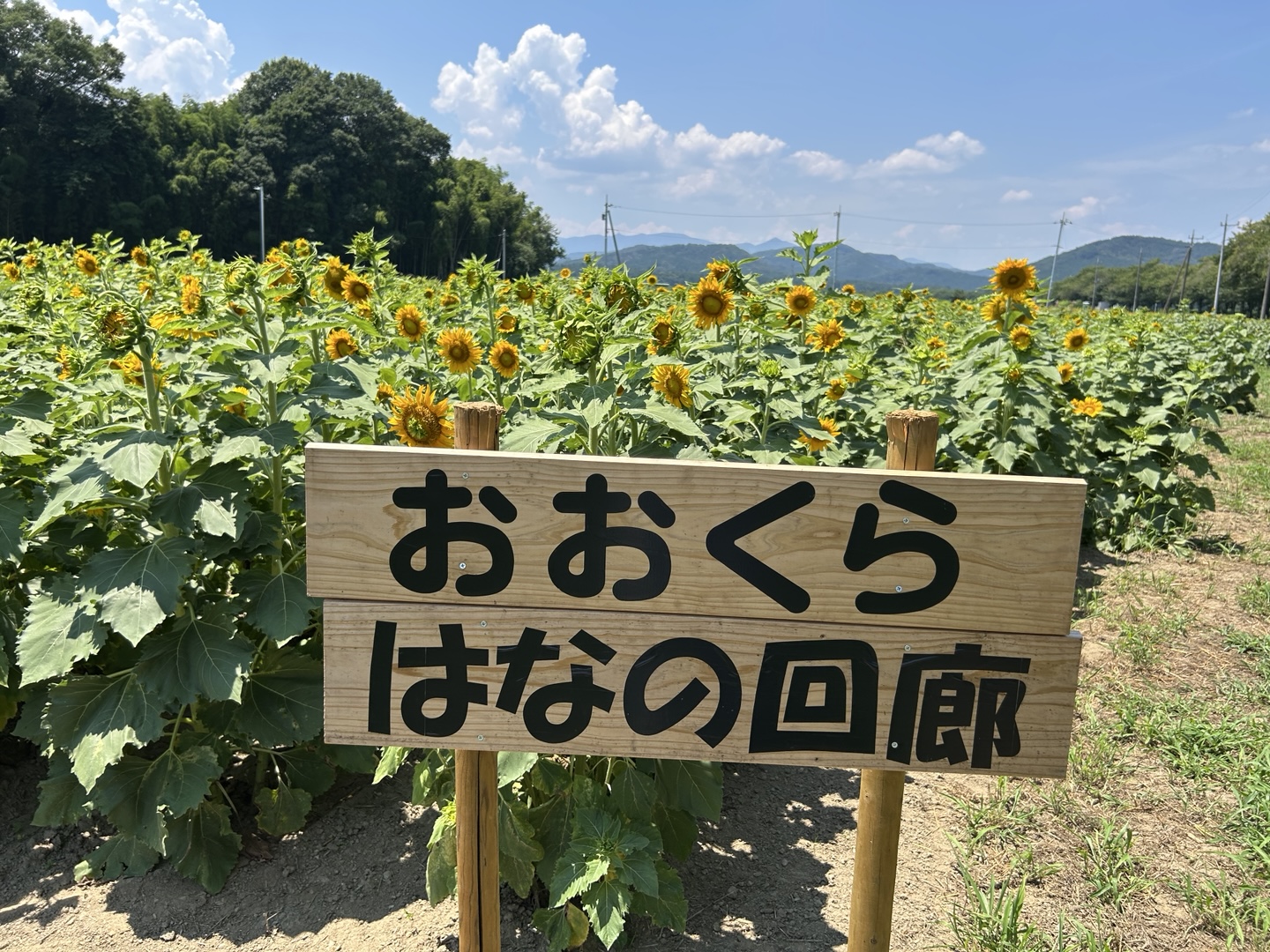 嵐山町】ひまわりが見頃を迎えそう♪青空、山とのコラボは最高でした