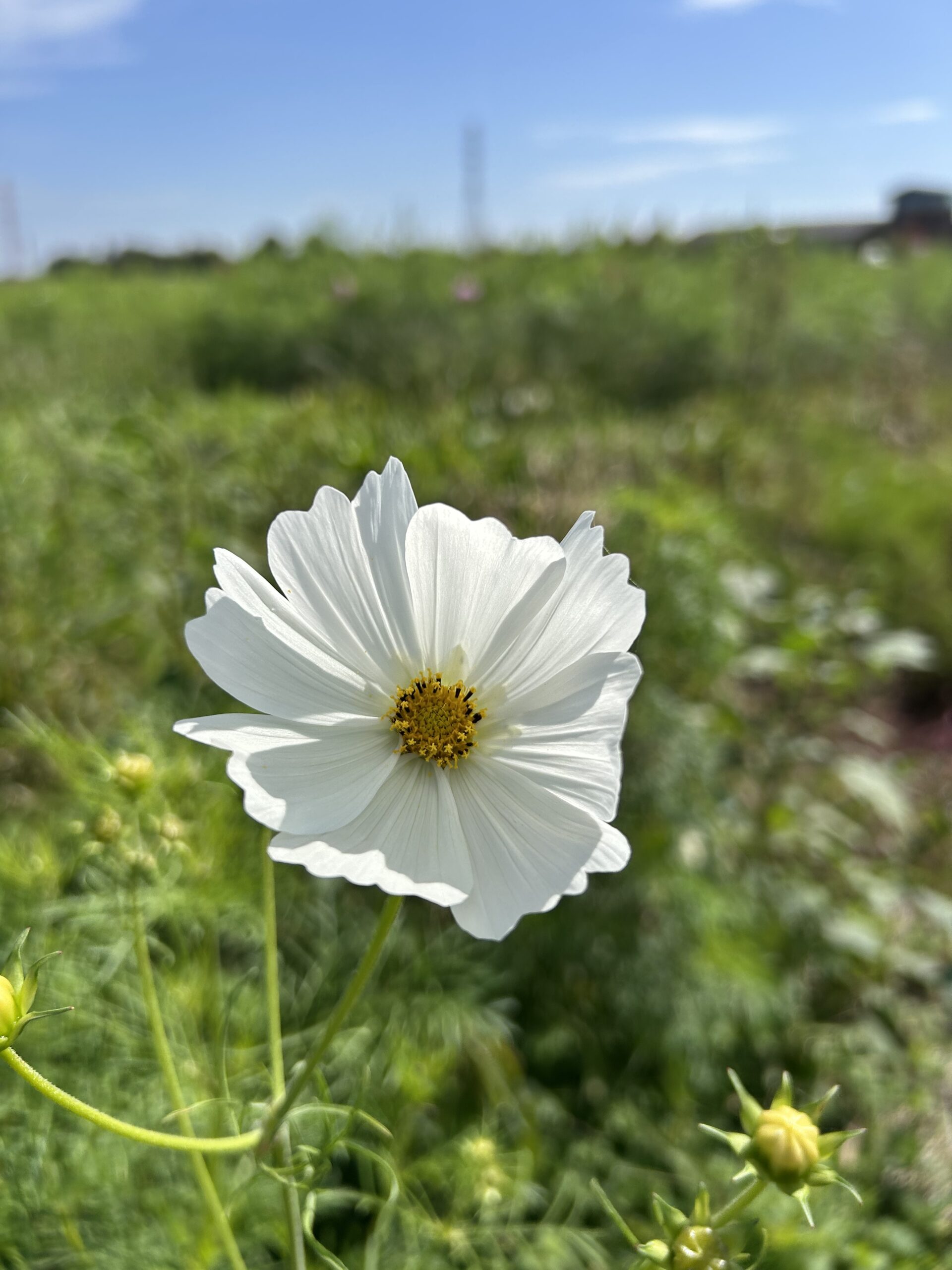 川島町のコスモスの様子