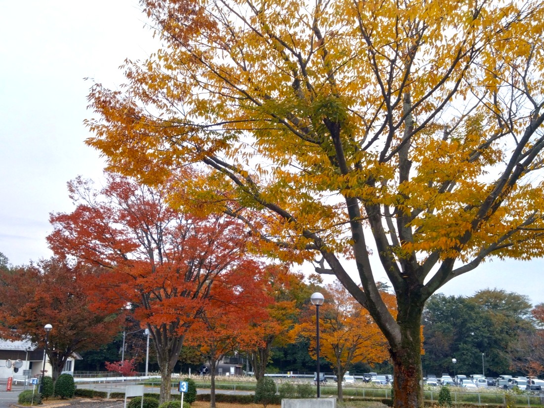 紅葉の様子