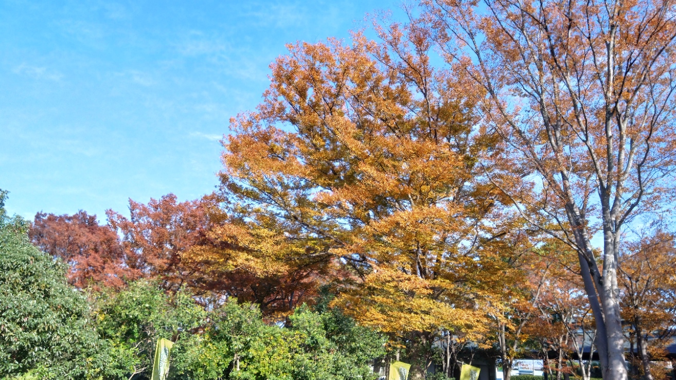 さきたま古墳の紅葉