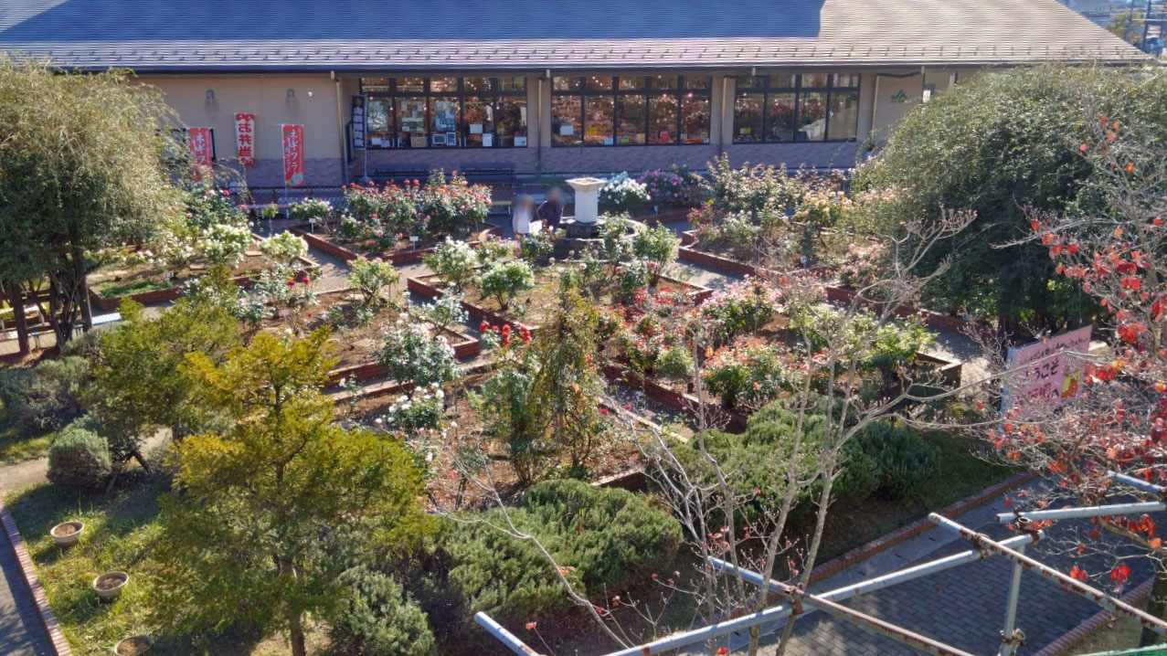 2階から見たバラ園