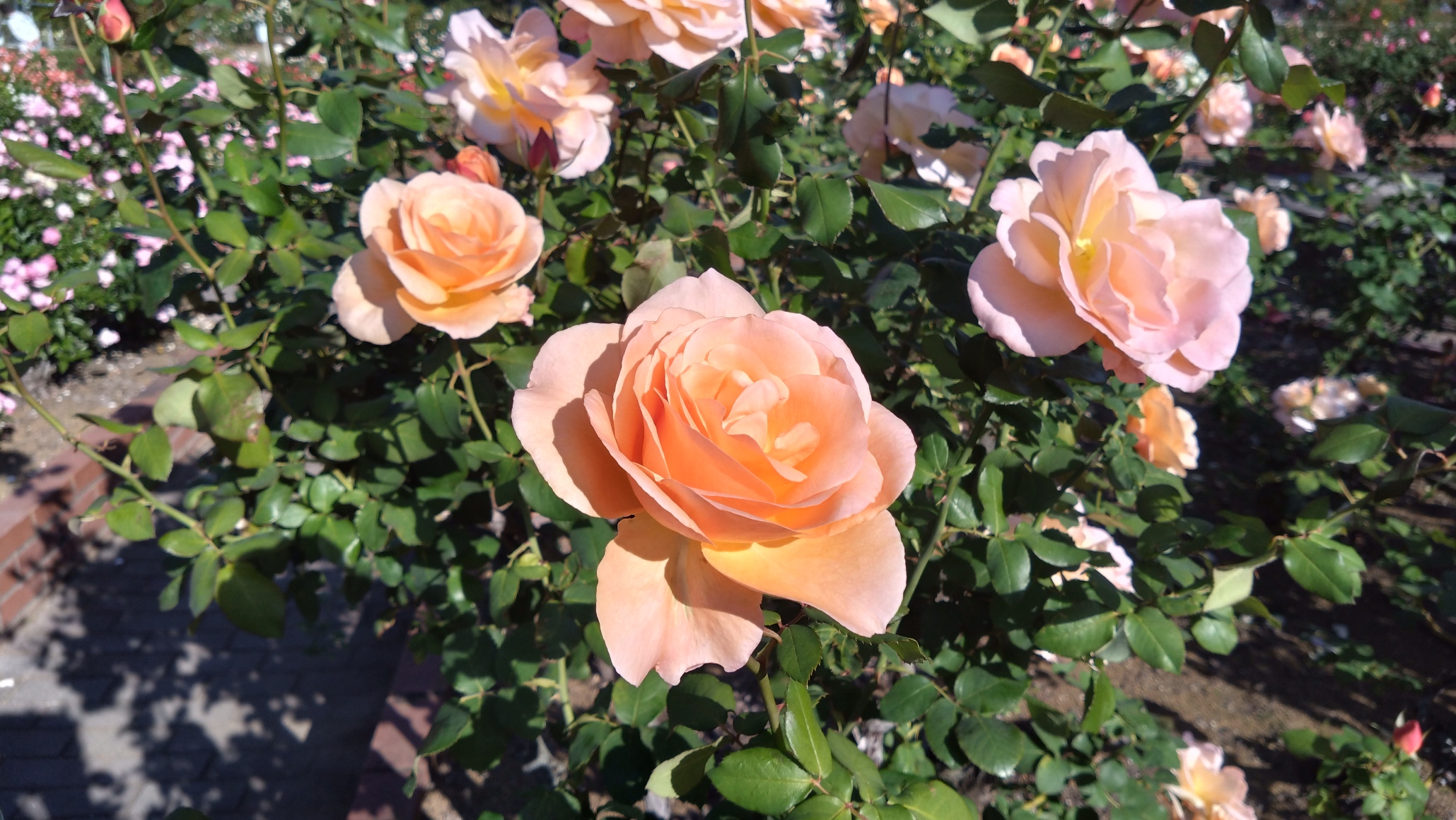 オレンジのバラ