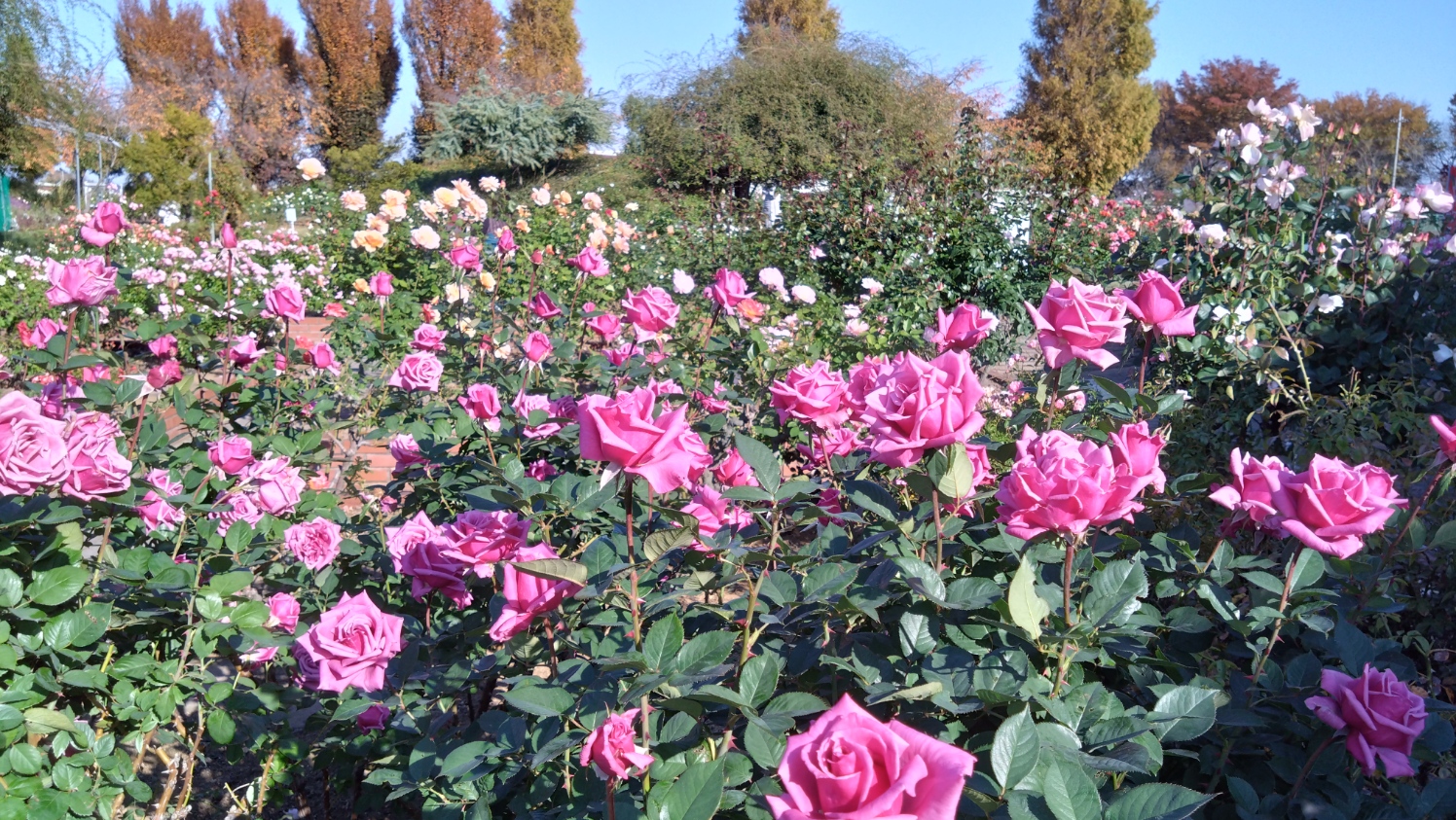 遠目から撮ったピンクのバラ