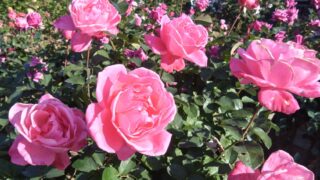 アップで撮ったピンクのバラ