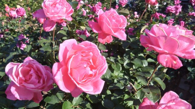 アップで撮ったピンクのバラ