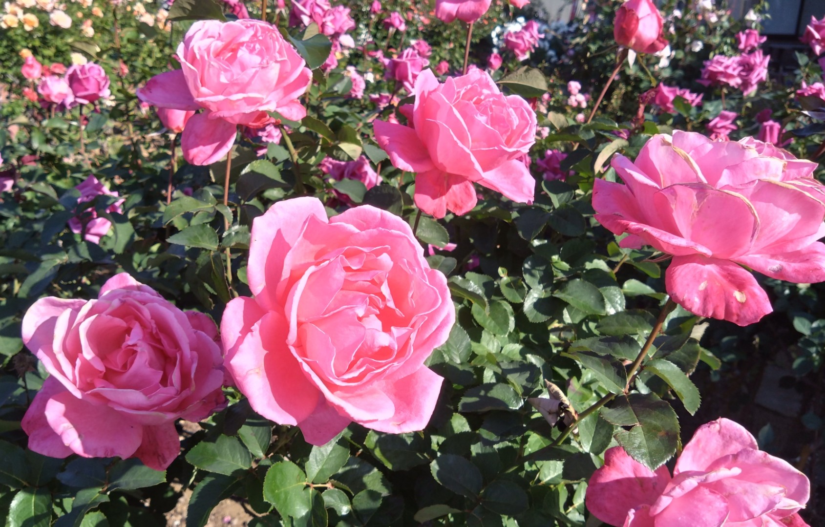 アップで撮ったピンクのバラ