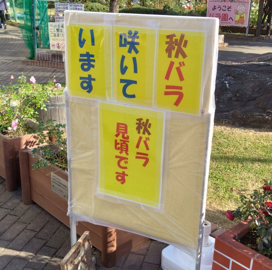 秋バラが咲いているとお知らせをする看板