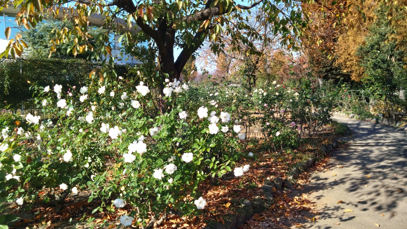 バラが咲いている様子