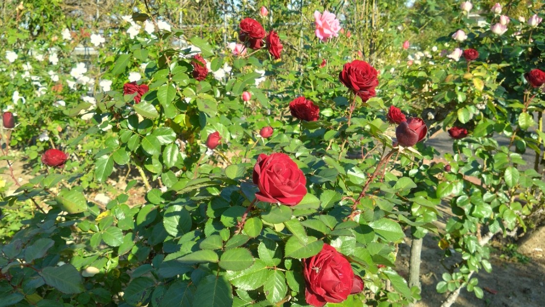 真っ赤なバラが咲いている様子