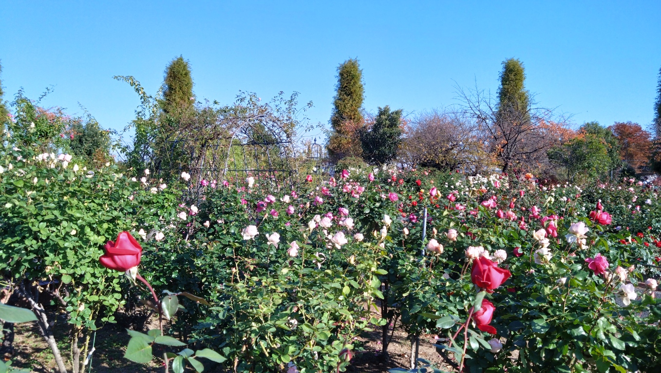 バラ園の雰囲気