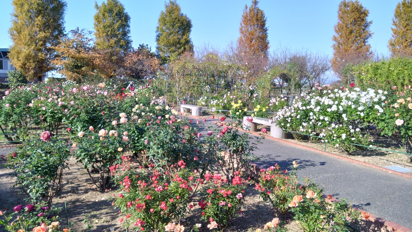 色とりどりのバラが咲いている様子