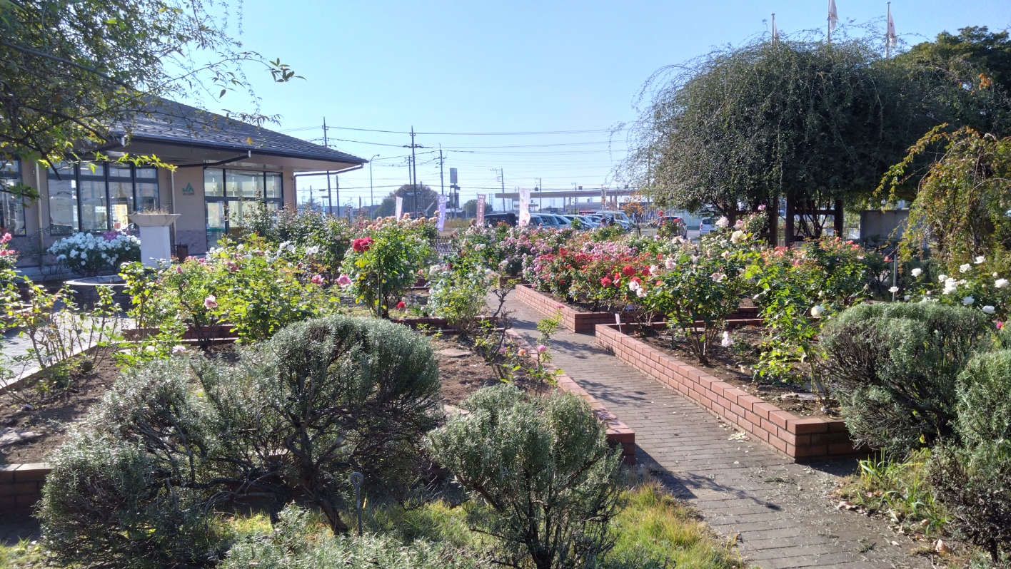 アグリパーク バラ園の様子