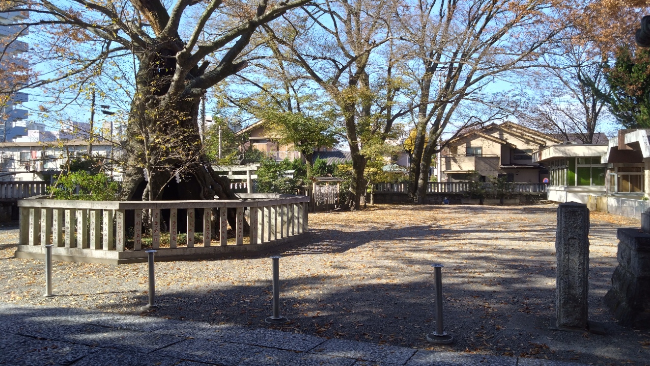 樹齢800年ともいわれる「御神木」