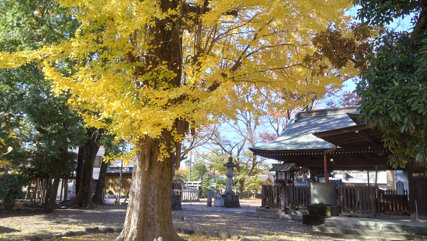紅葉がきれいな様子