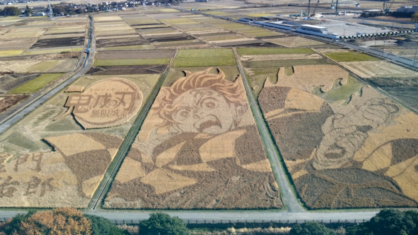 11月時点での鬼滅の刃の田んぼアート