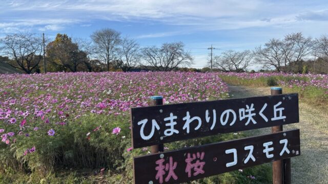 東松山農林公園のコスモス畑