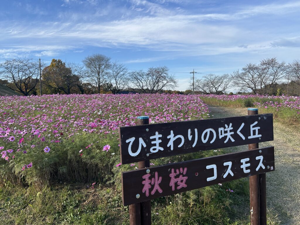 東松山農林公園のコスモス畑