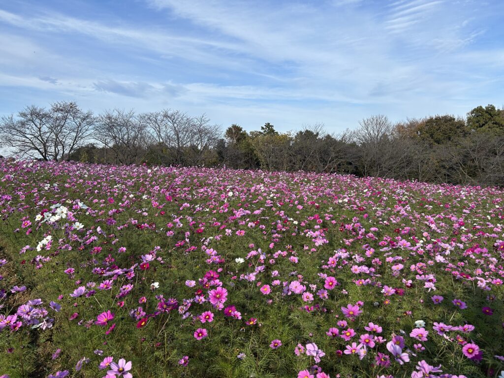 11月24日のコスモスの様子②