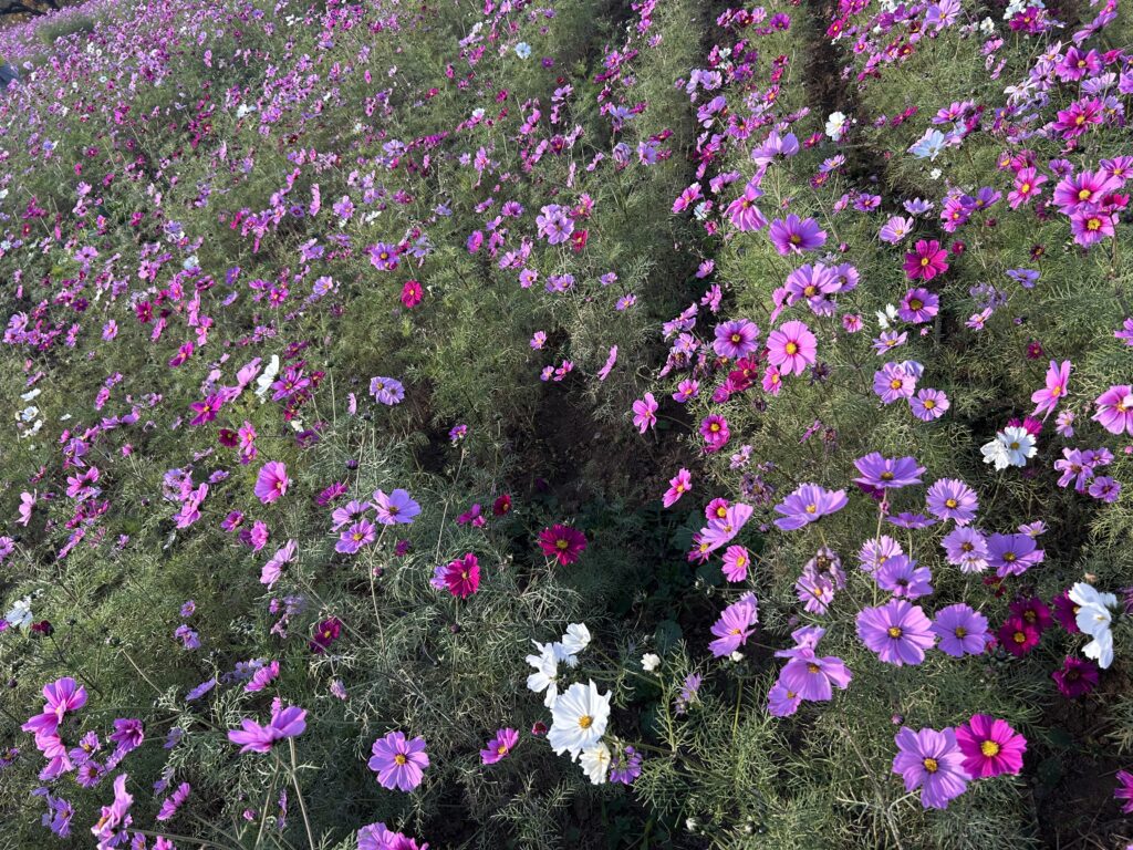 11月24日時点のコスモスの様子