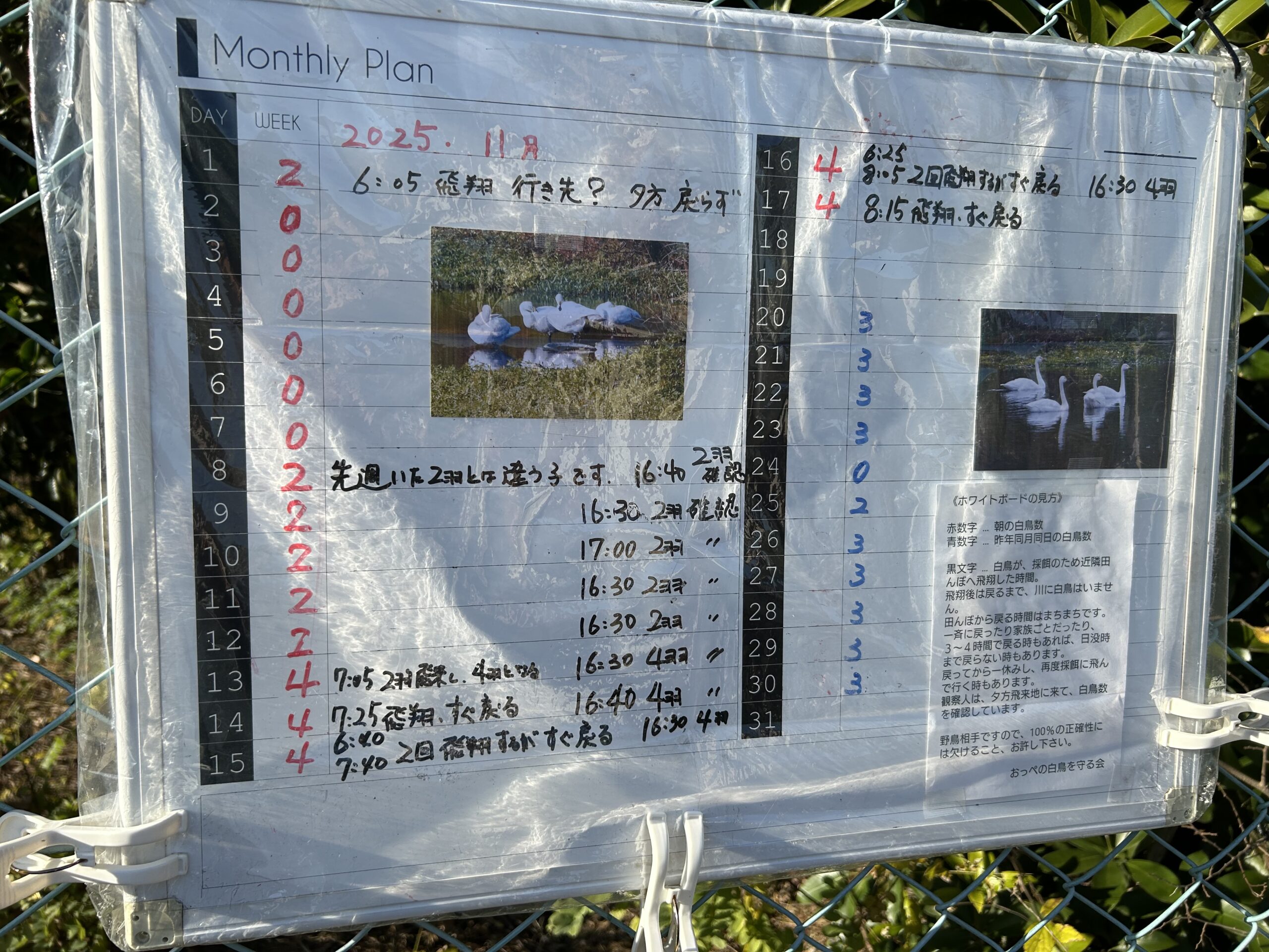 川島町白鳥飛来地