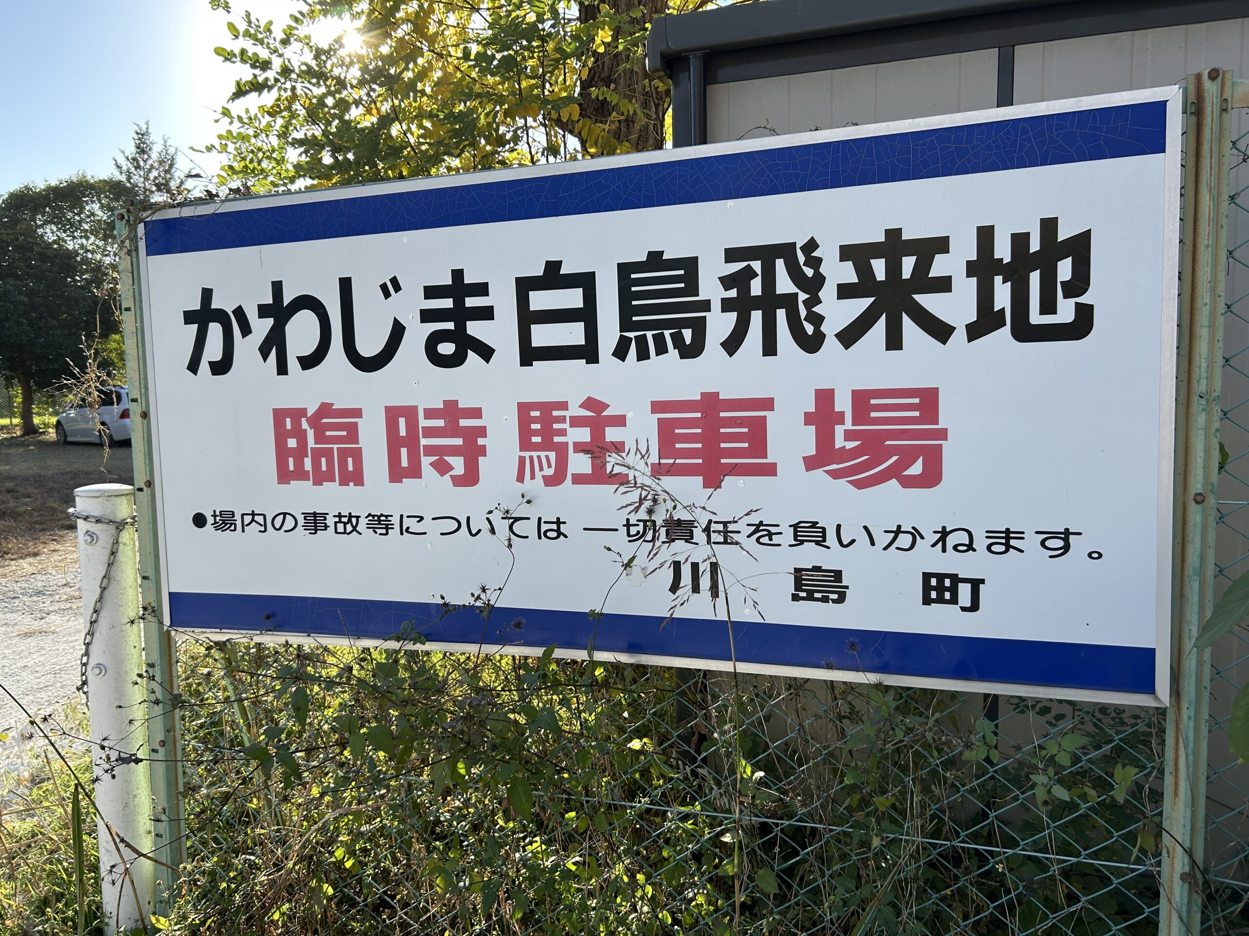 川島町白鳥飛来地