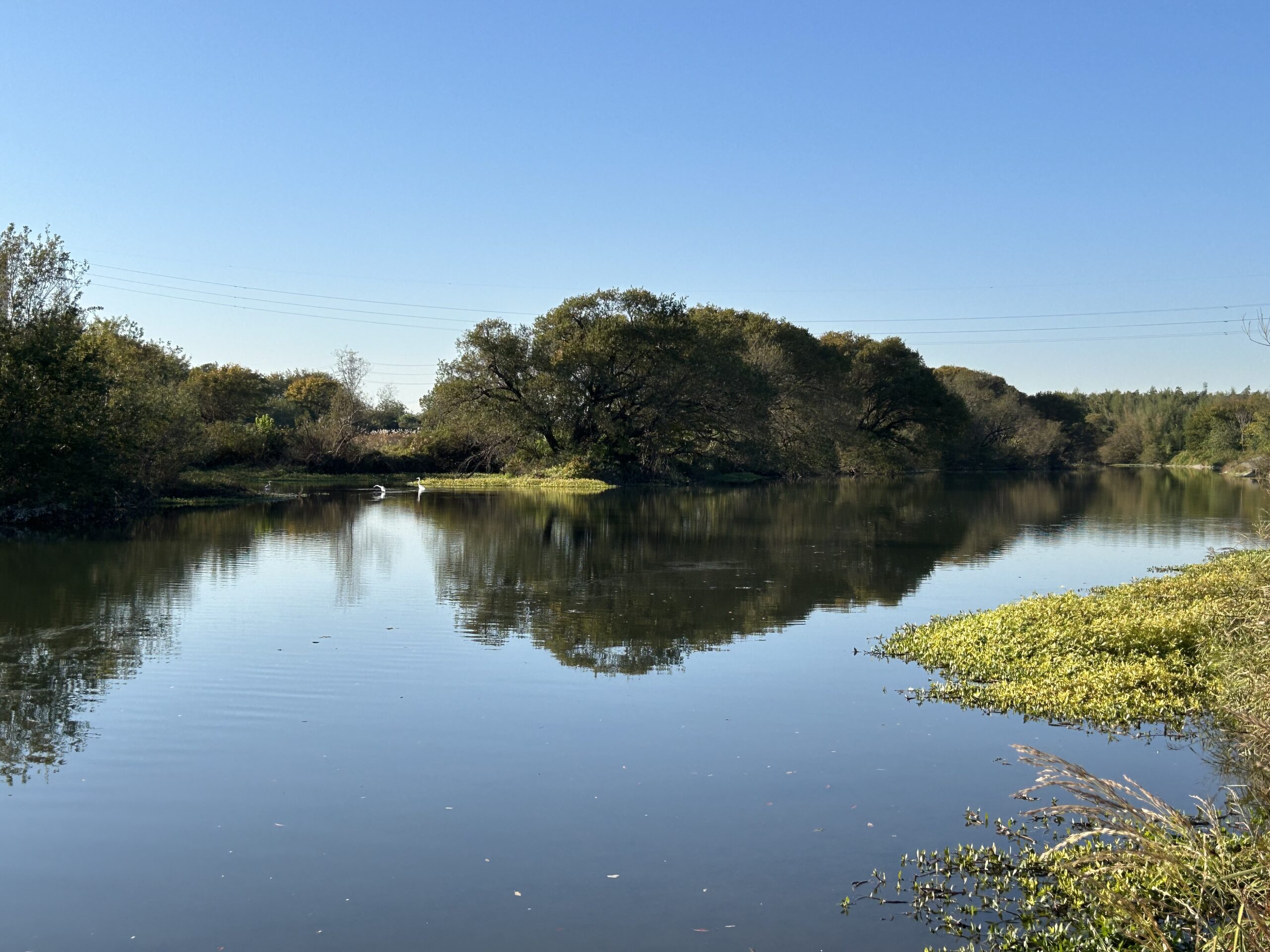 川島町白鳥飛来地