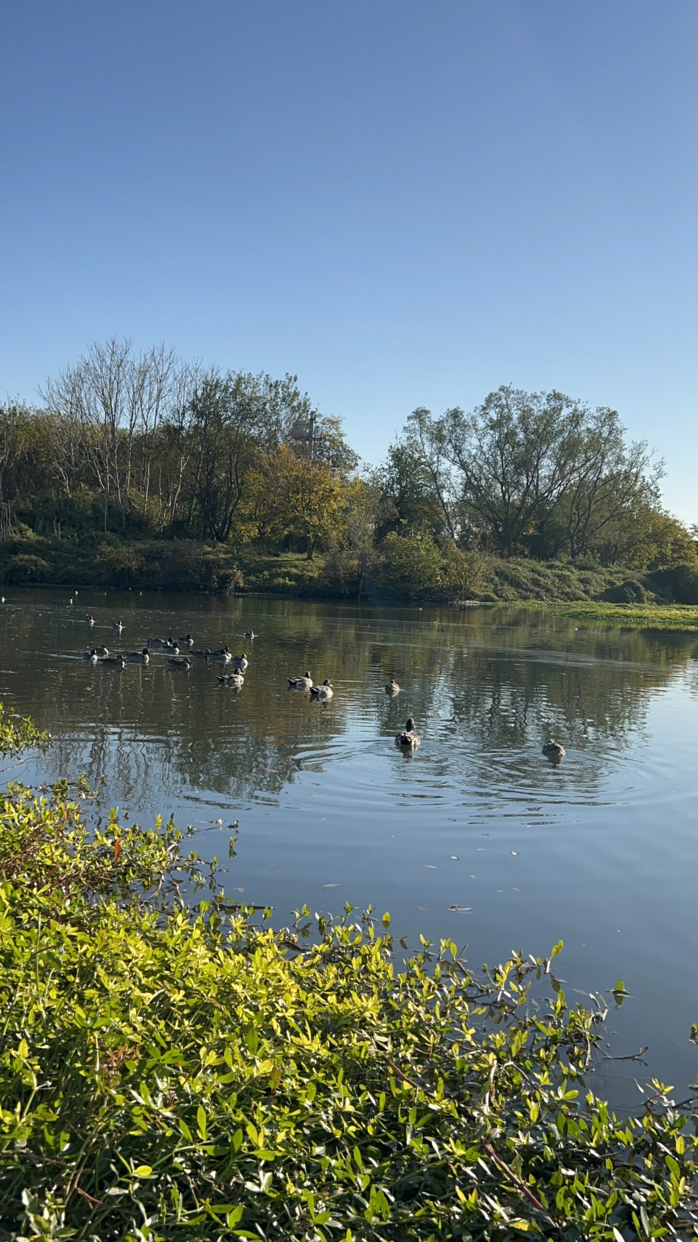 川島町白鳥飛来地