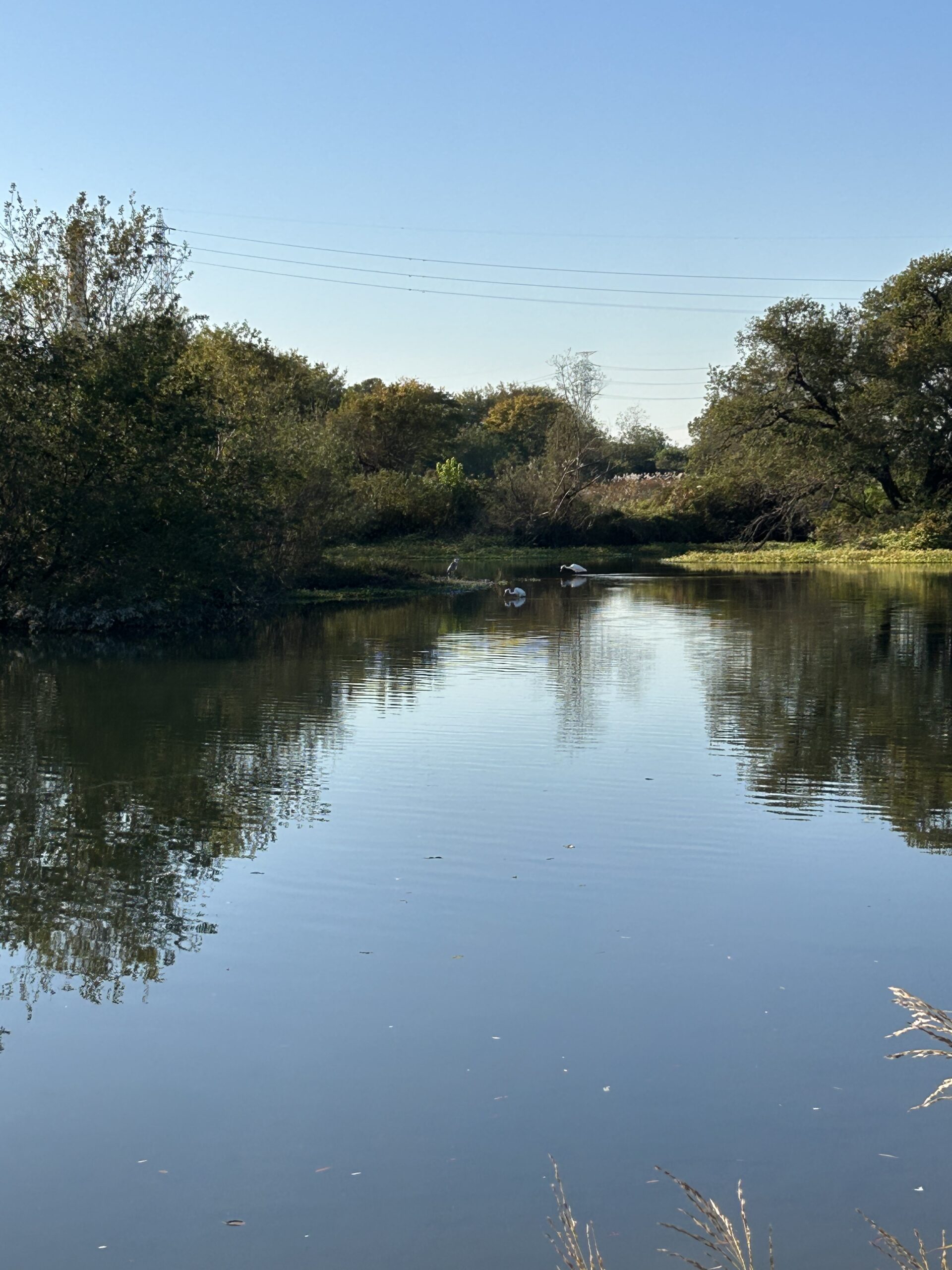 川島町白鳥飛来地
