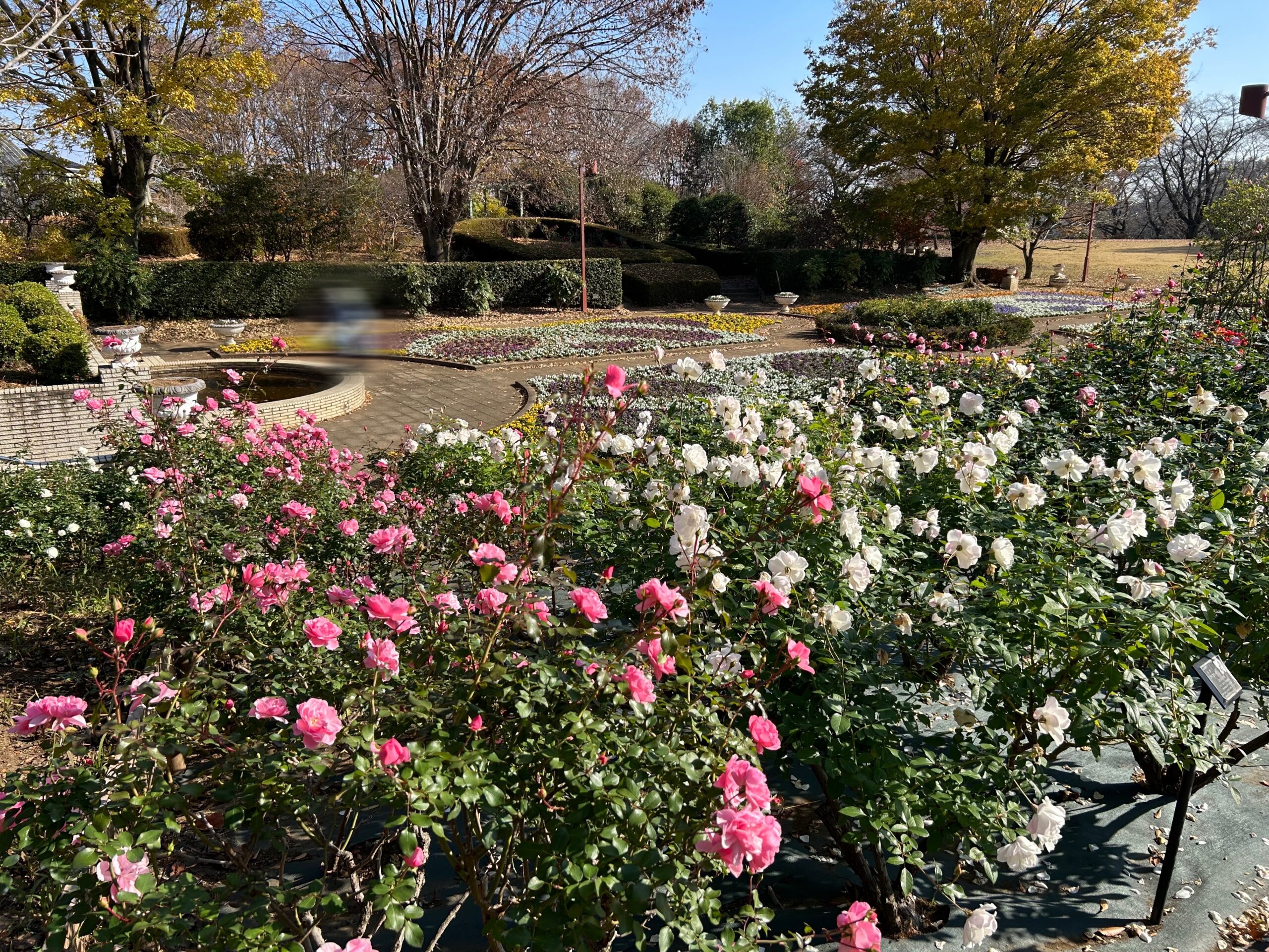 都市緑化植物園のバラ