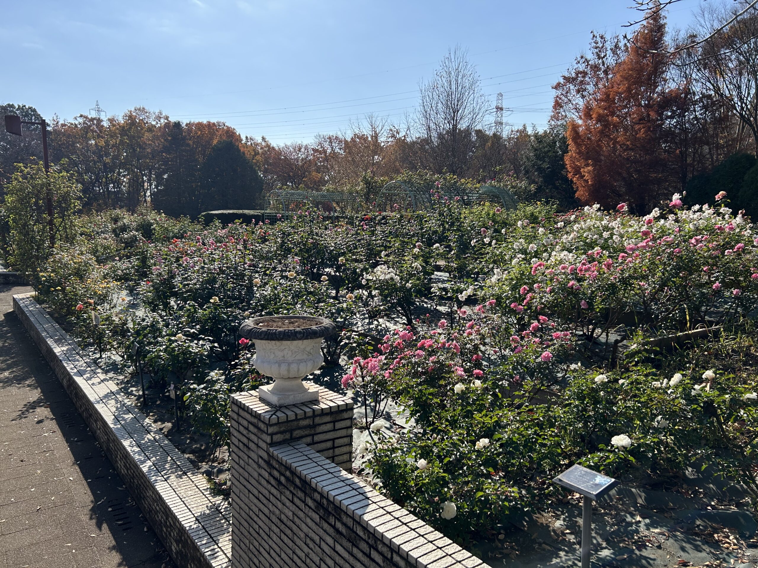 都市緑化植物園のバラ