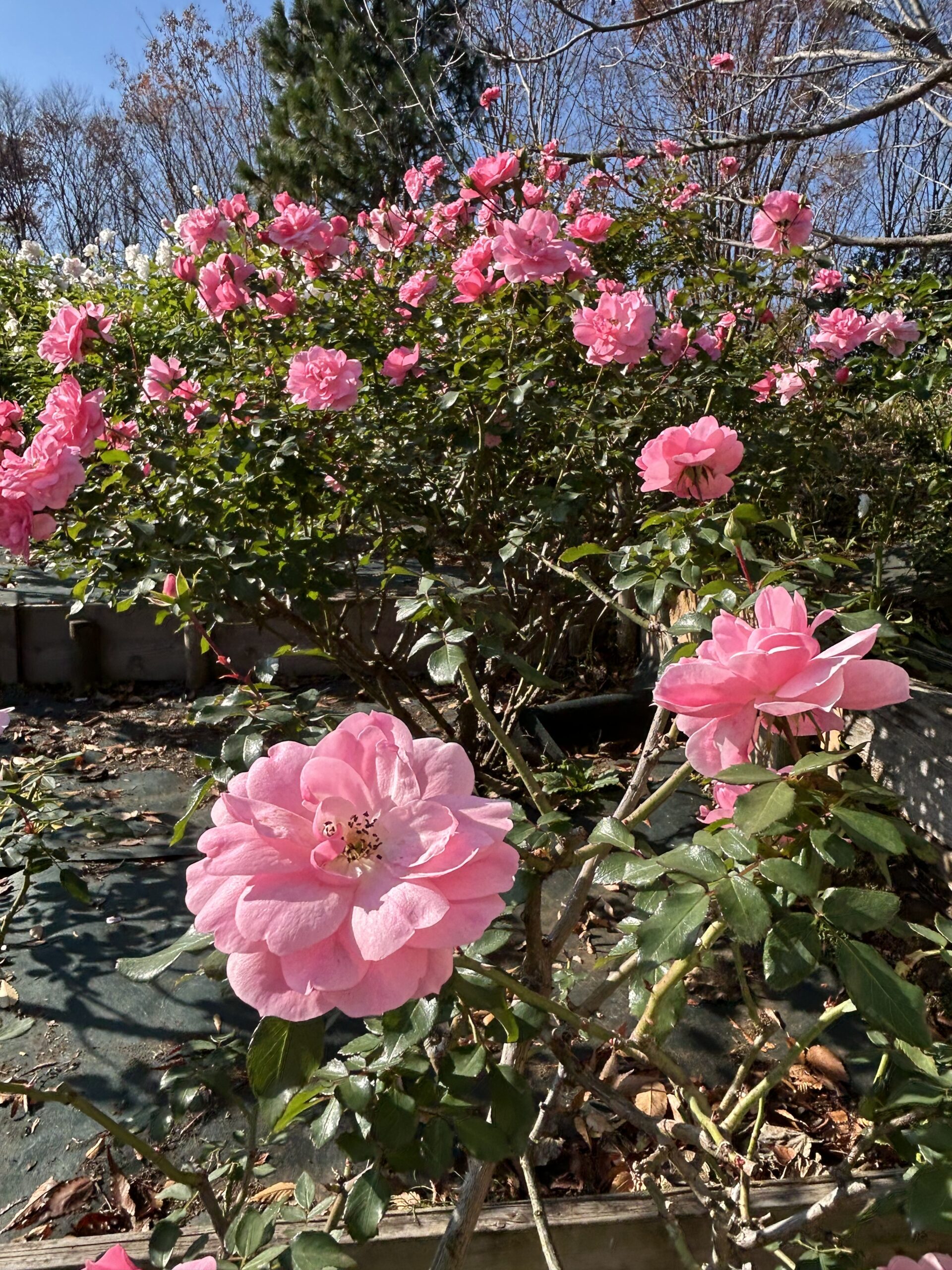 都市緑化植物園のバラ