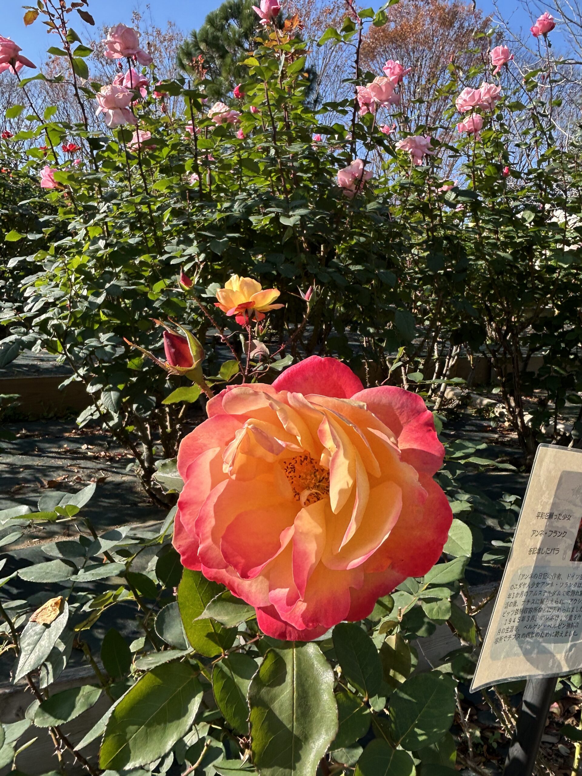 都市緑化植物園のバラ