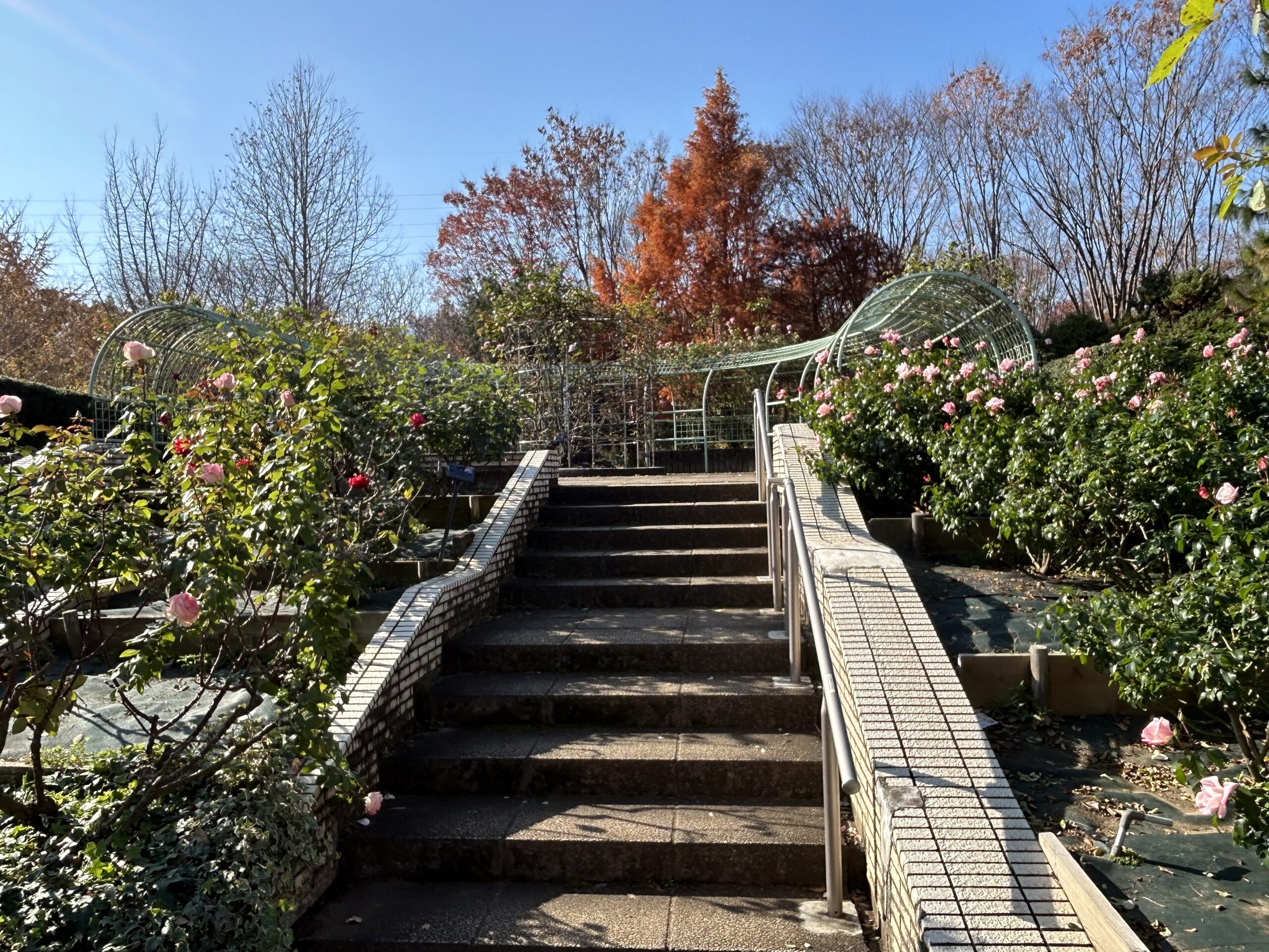 都市緑化植物園のバラ