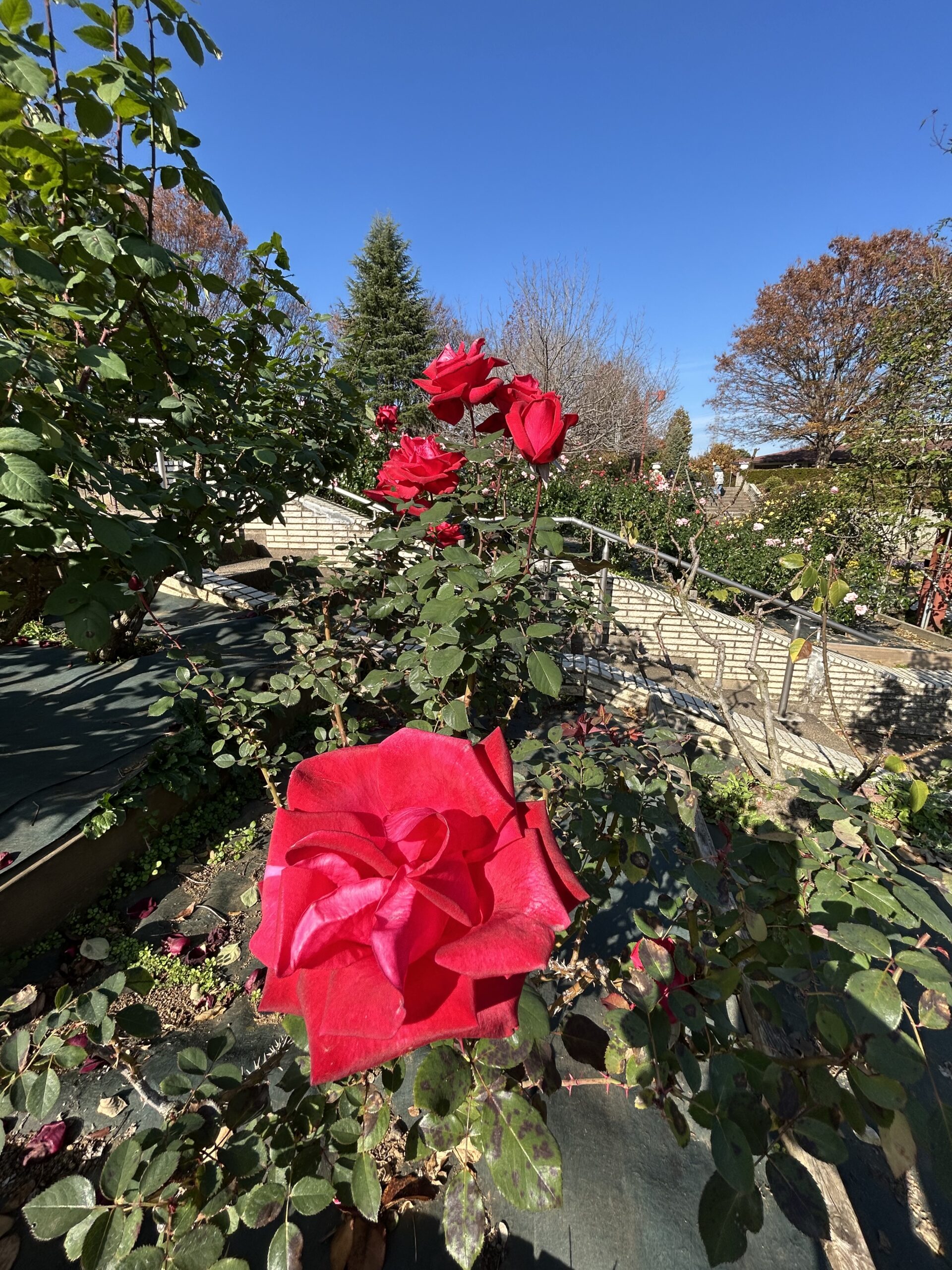 都市緑化植物園のバラ