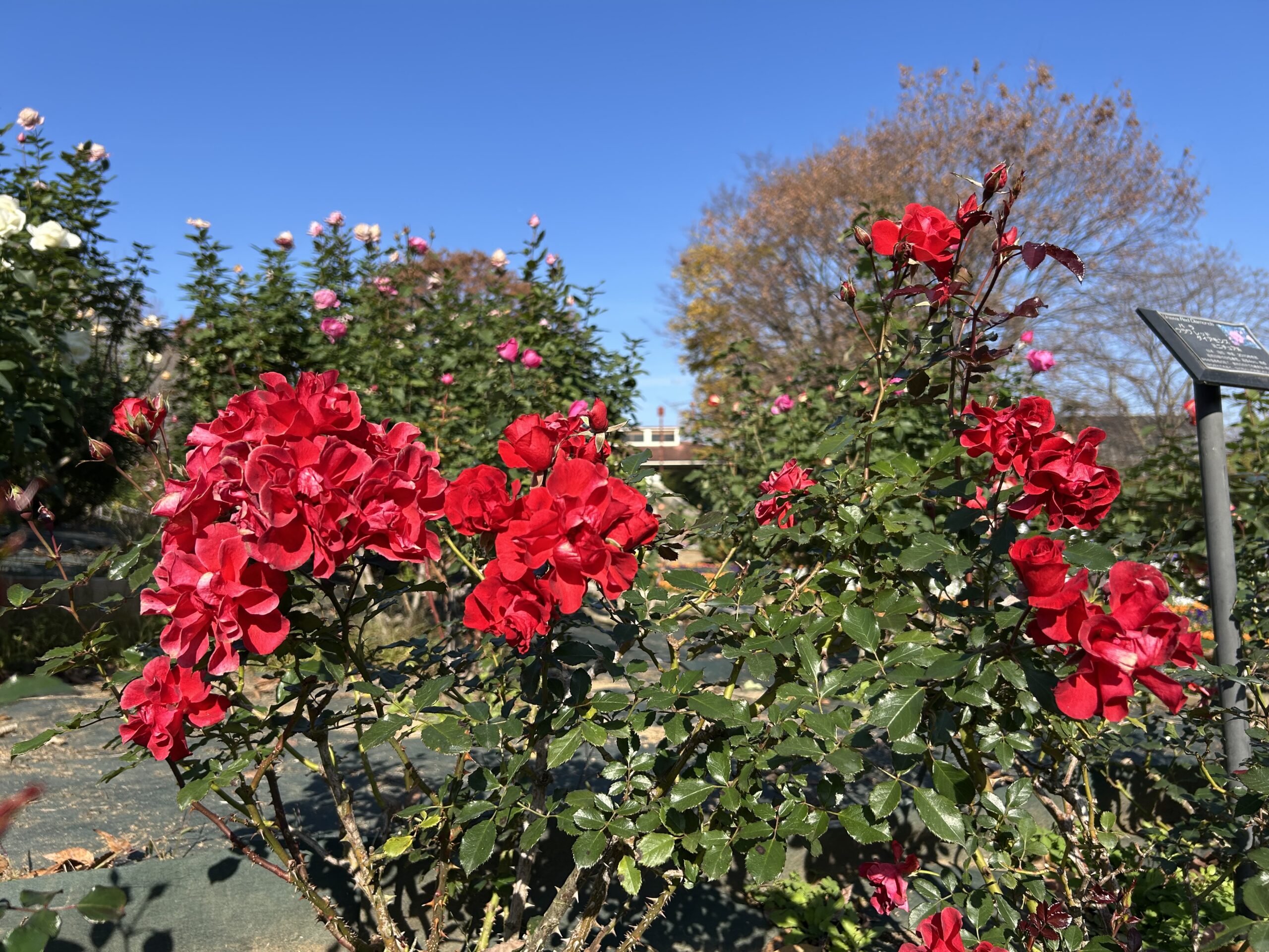 都市緑化植物園のバラ