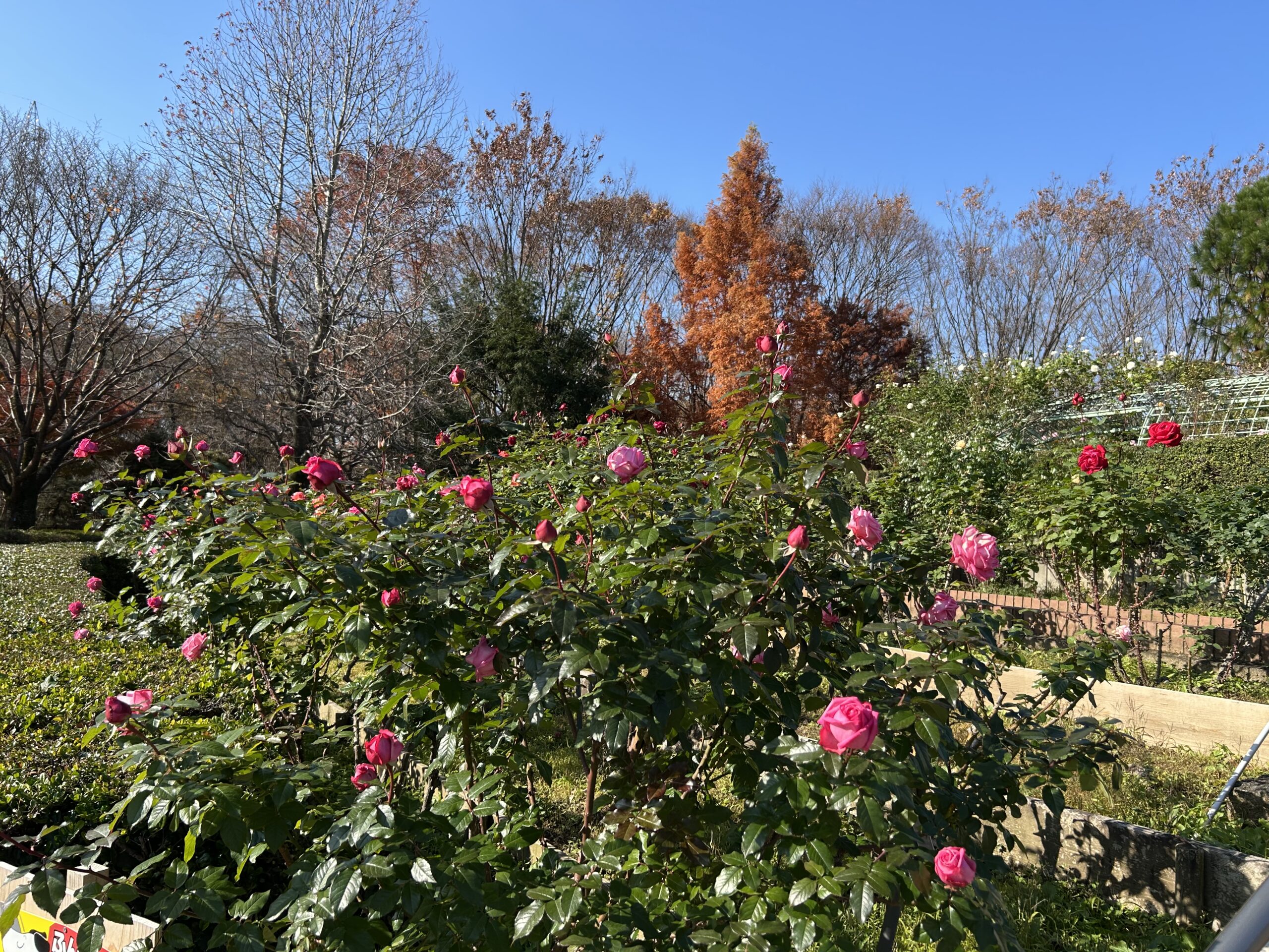 都市緑化植物園のバラ