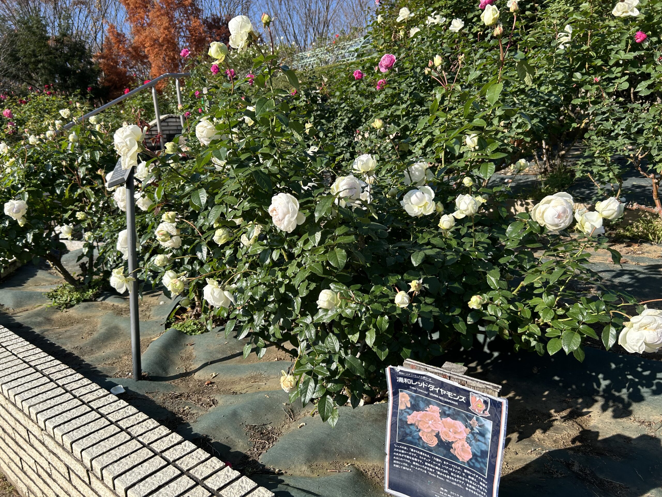 都市緑化植物園のバラ