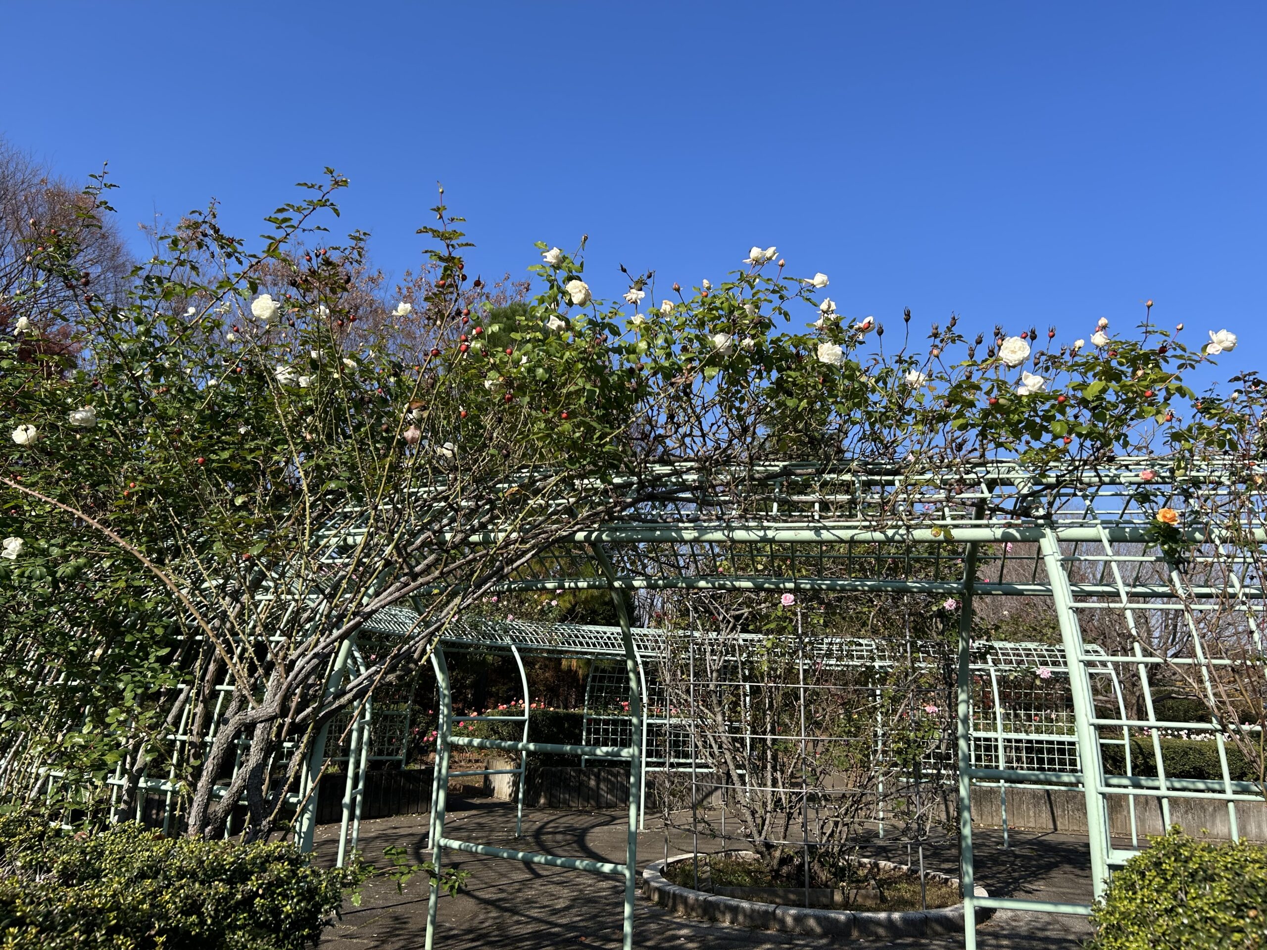 都市緑化植物園のバラ