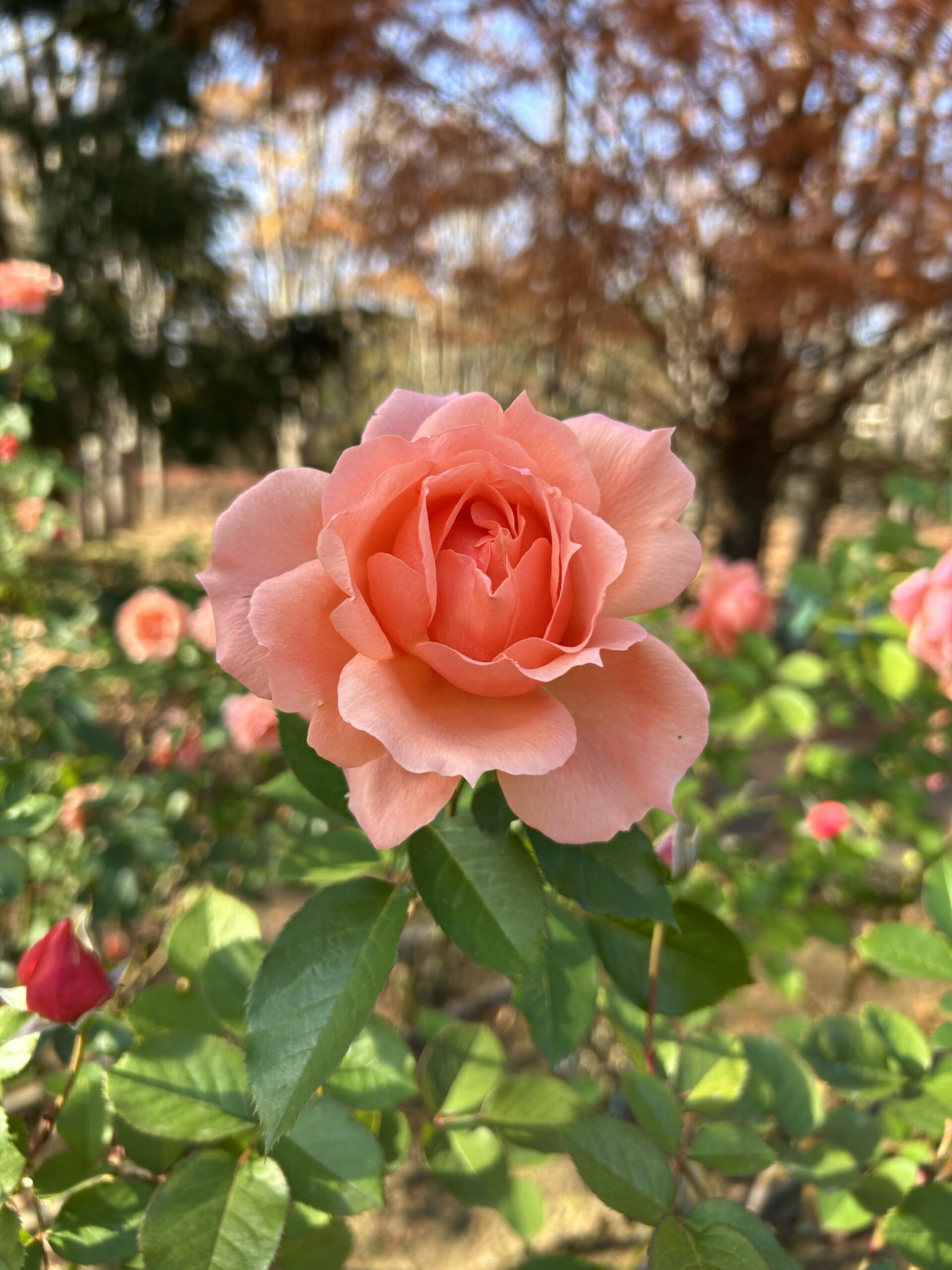 都市緑化植物園のバラ