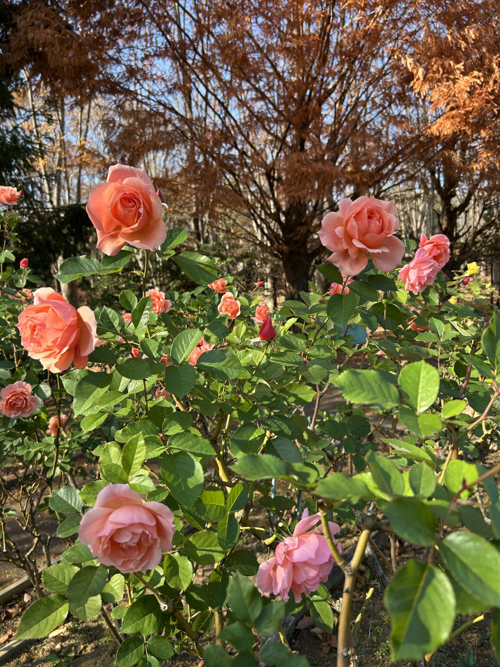 都市緑化植物園のバラ